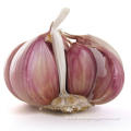 Best Quality New Garlic Planting